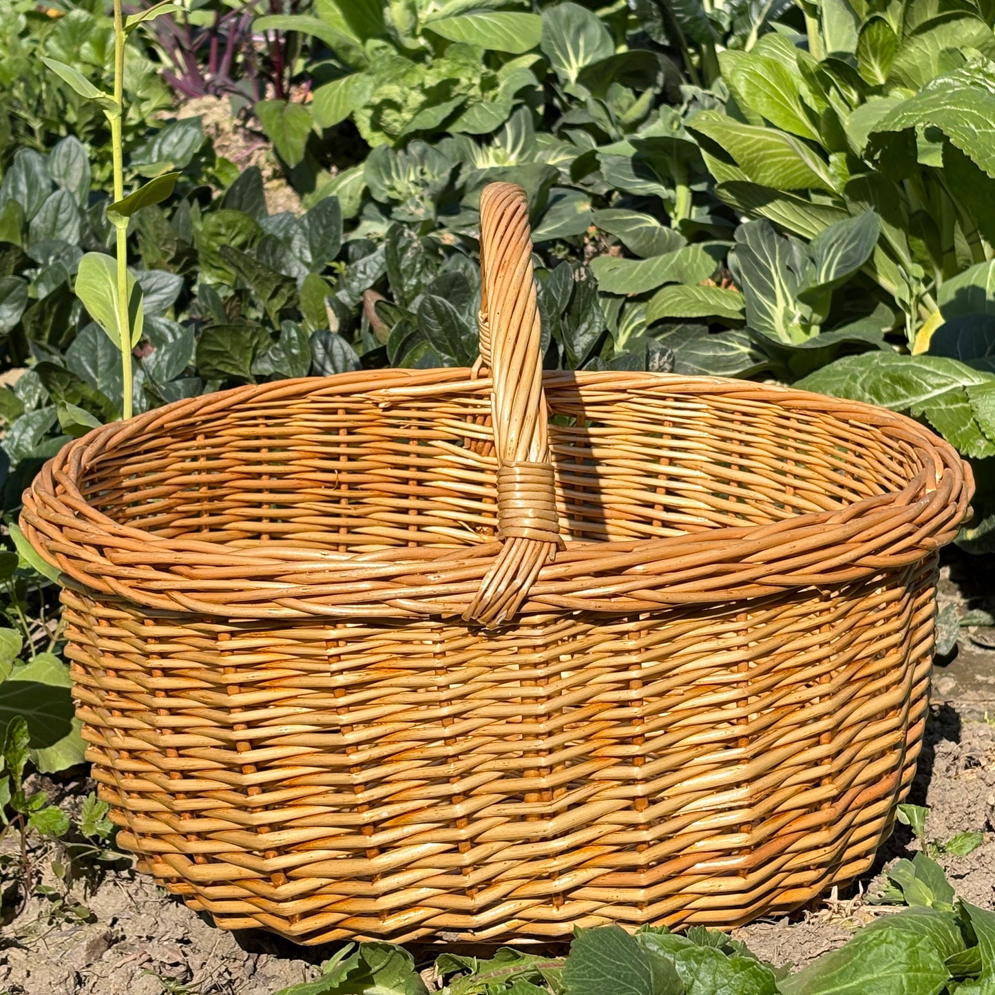 Handwoven Wicker Harvest Basket with Handle, 18x13x14 Inches Natural Storage and Picnic Basket
